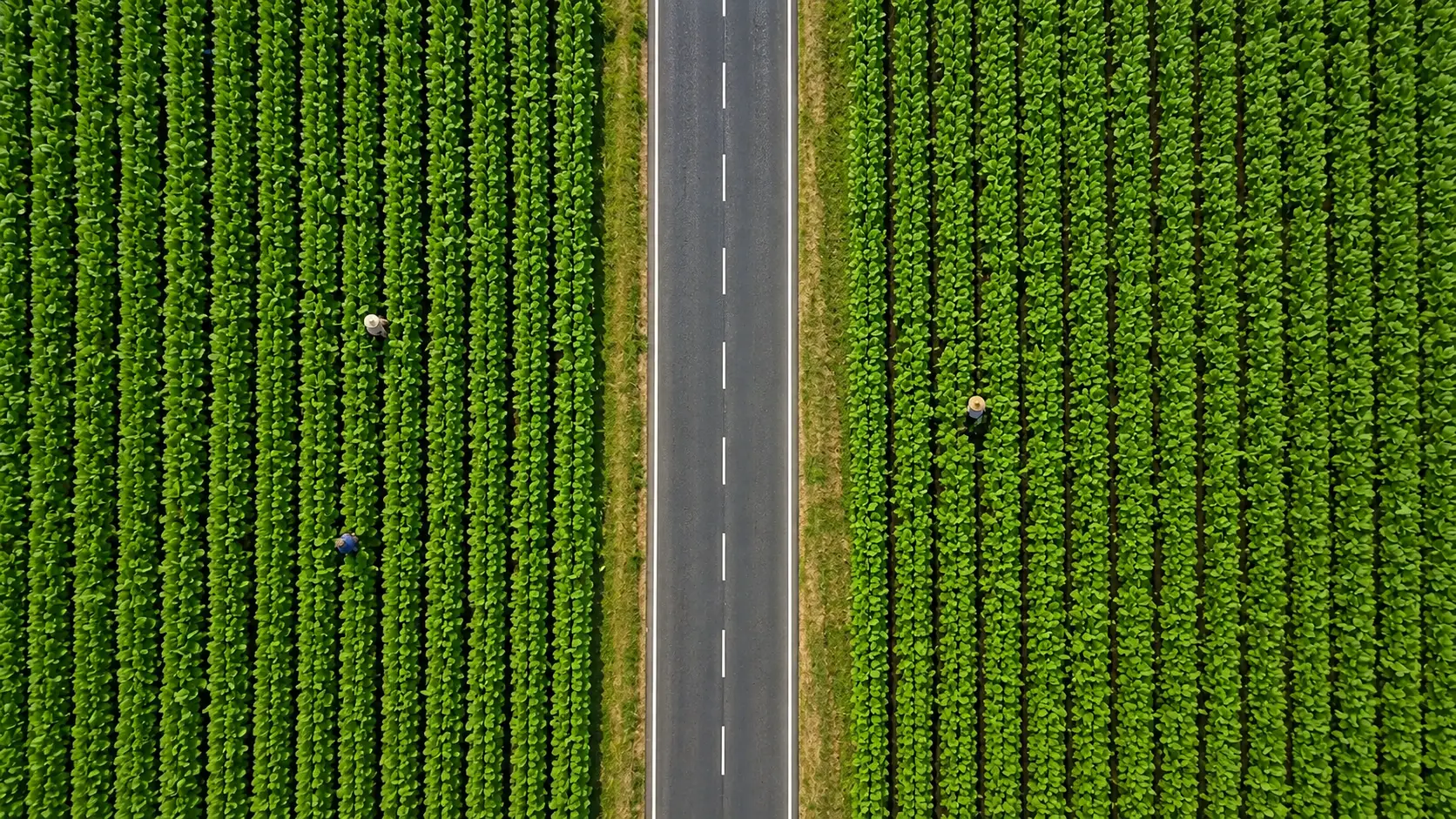 Campos de tabaco Alfambra