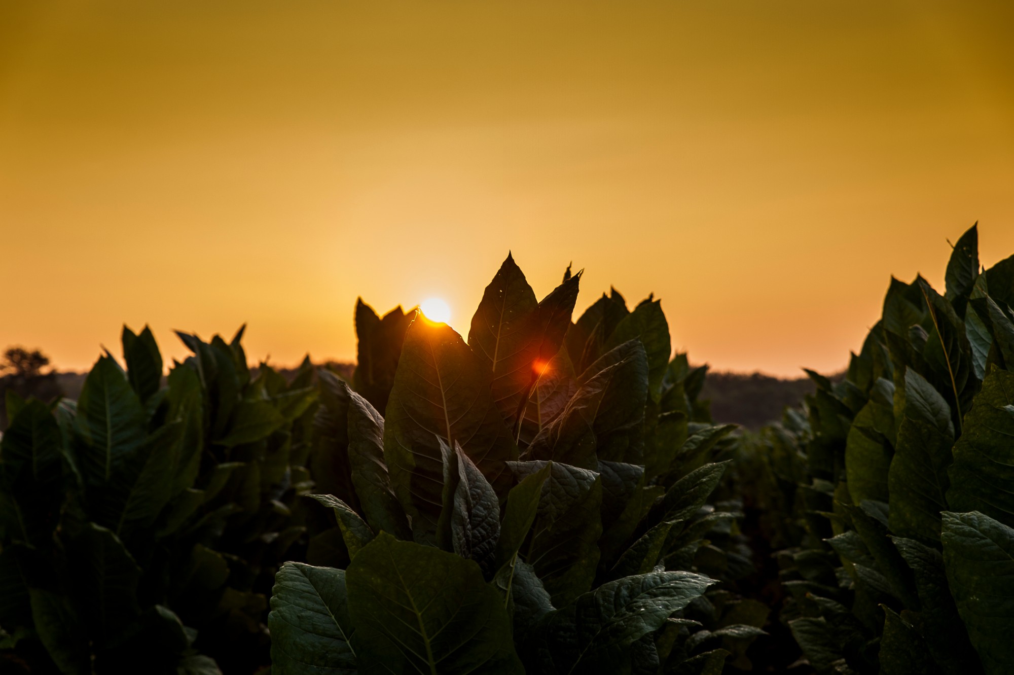 Hojas de tabaco al caer el sol